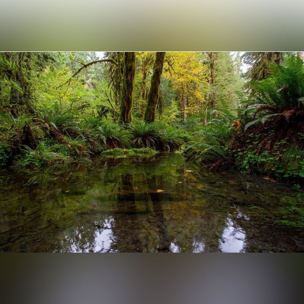 PNW Ferns, Photography Print 12x18 (1/2 printed)